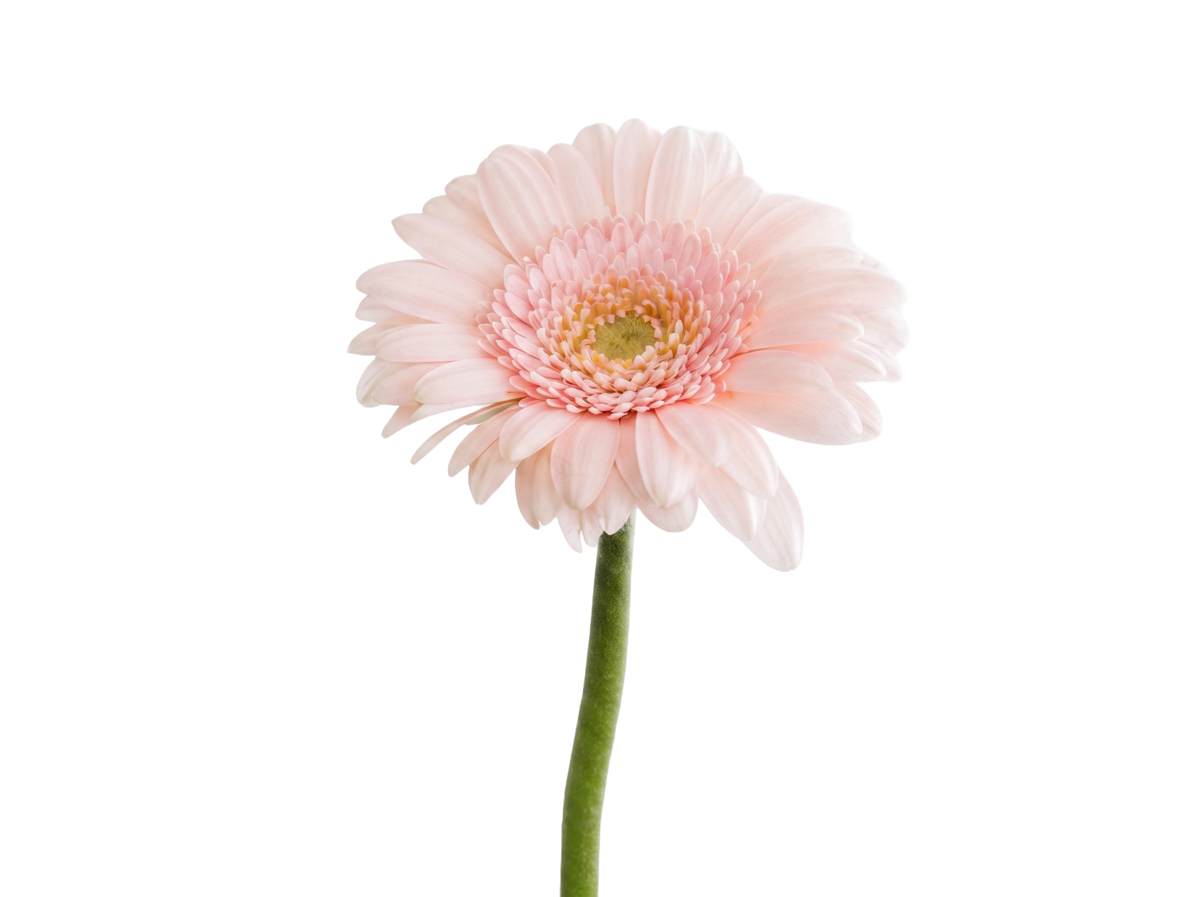 Gerbera rose, grossiste fleuriste Cashouest